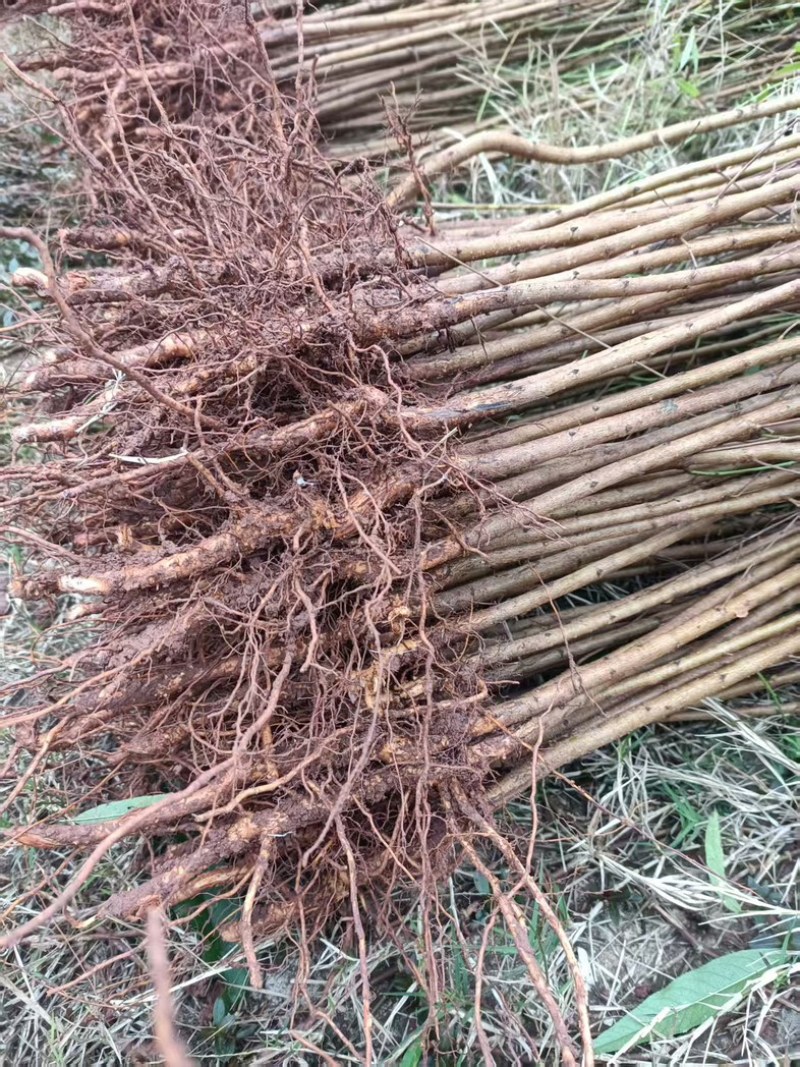 【牛】自家苗圃种植实生毛桃苗无中间商质量保证