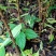 【牛】自家苗圃种植实生毛桃苗无中间商质量保证