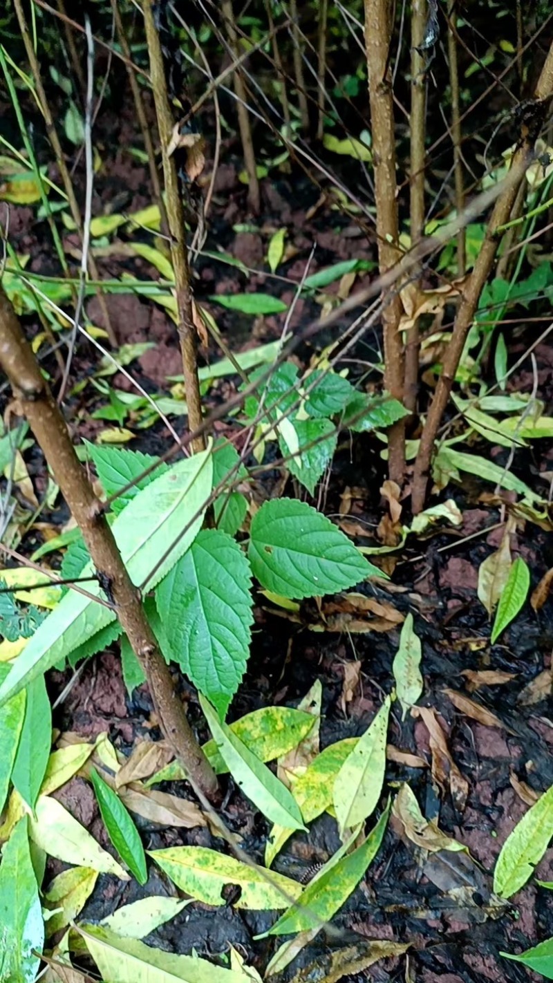 【牛】自家苗圃种植实生毛桃苗无中间商质量保证