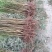 【牛】自家苗圃种植实生毛桃苗无中间商质量保证