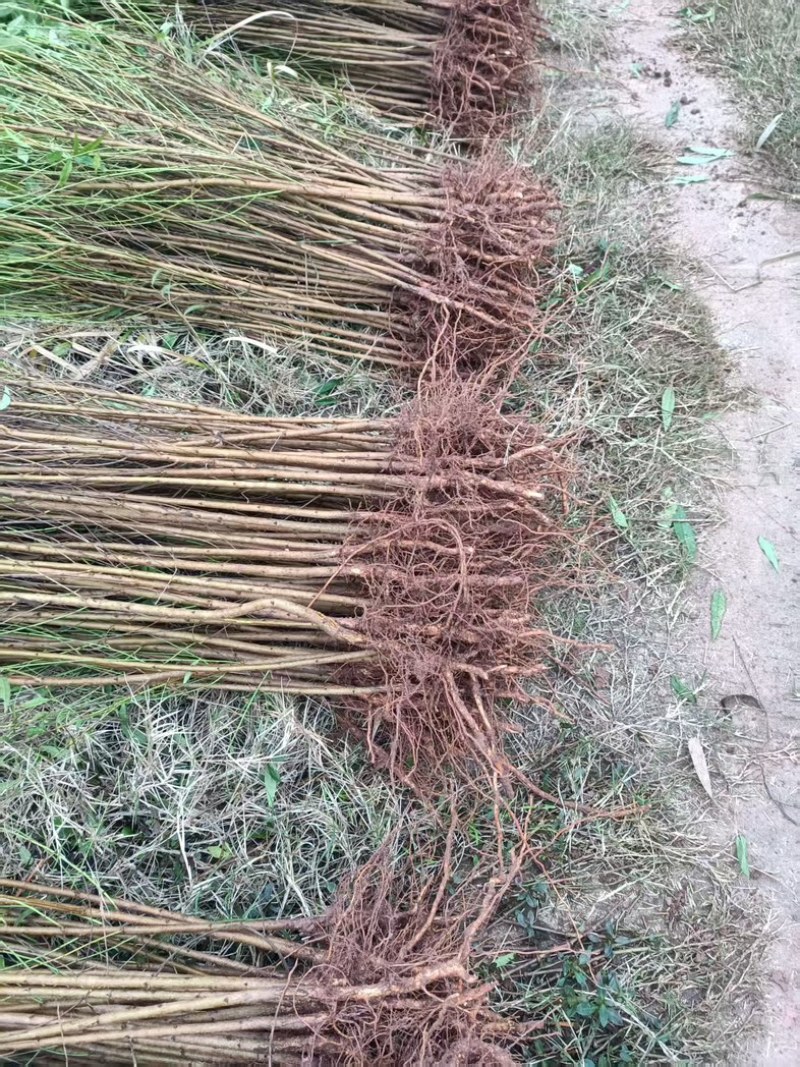 【牛】自家苗圃种植实生毛桃苗无中间商质量保证