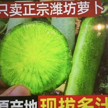 正宗潍坊萝卜