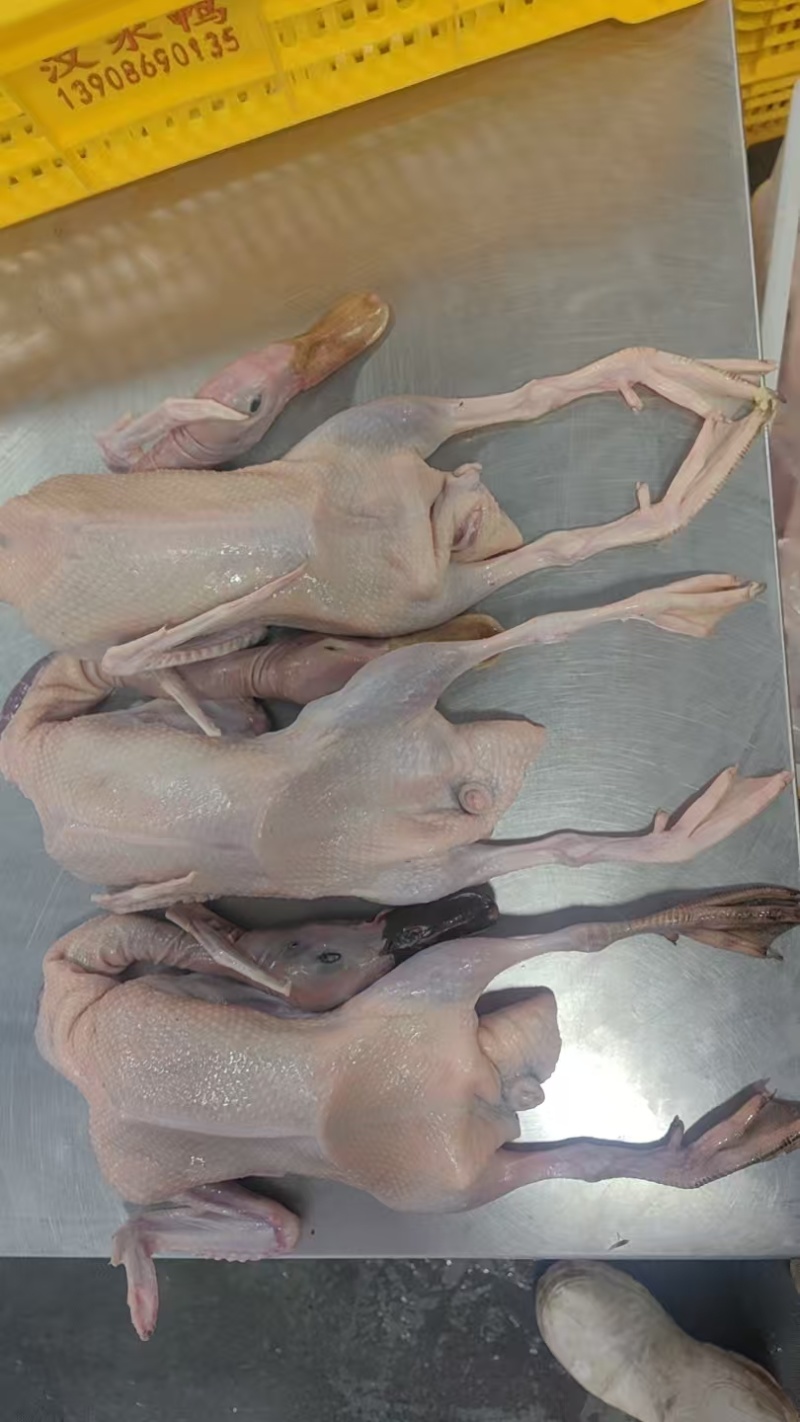 炖汤净膛老蛋鸭