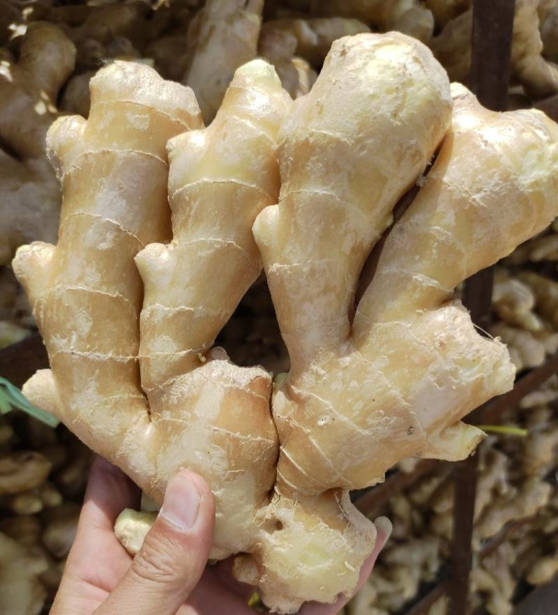 天然新鲜生姜长期供应量大优惠
