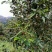 茶叶籽青果，茶果苞