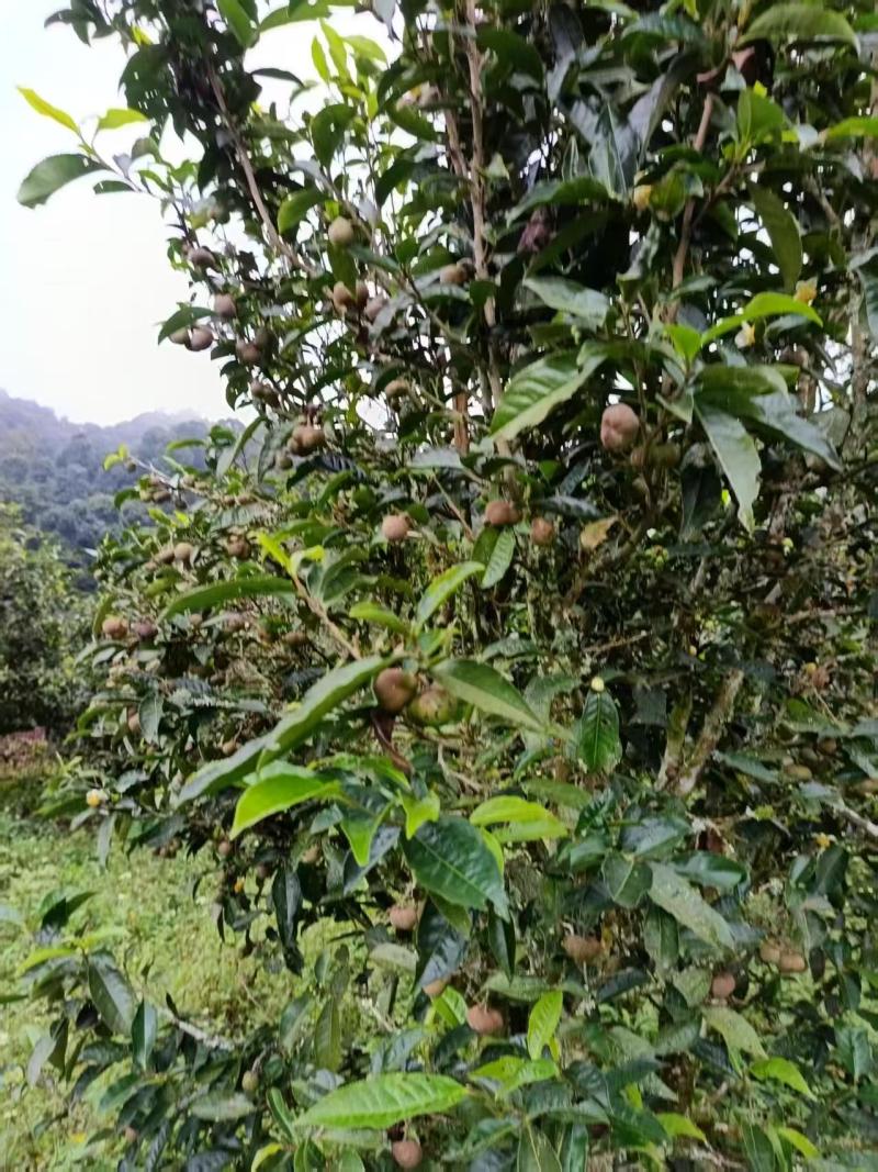 茶叶籽青果，茶果苞