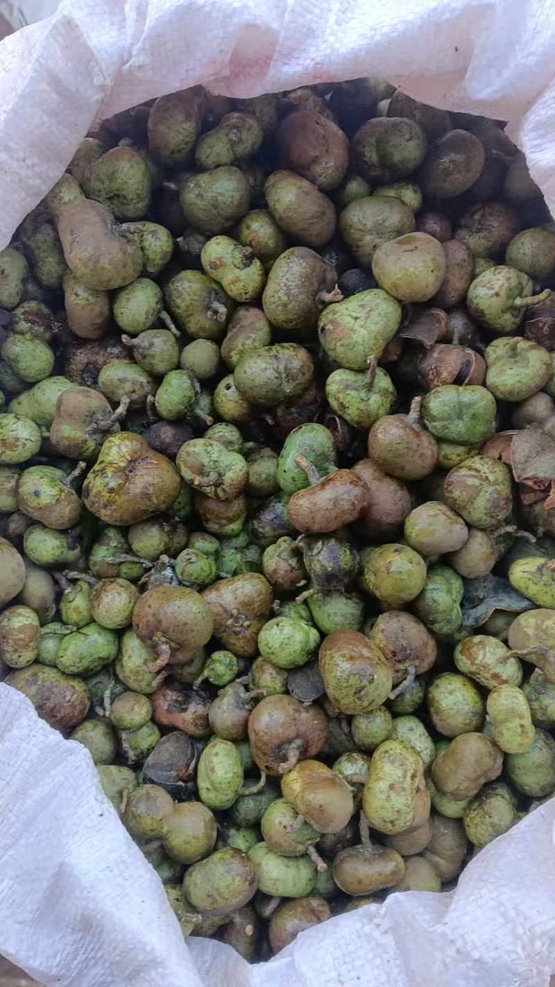 茶叶籽青果，茶果苞