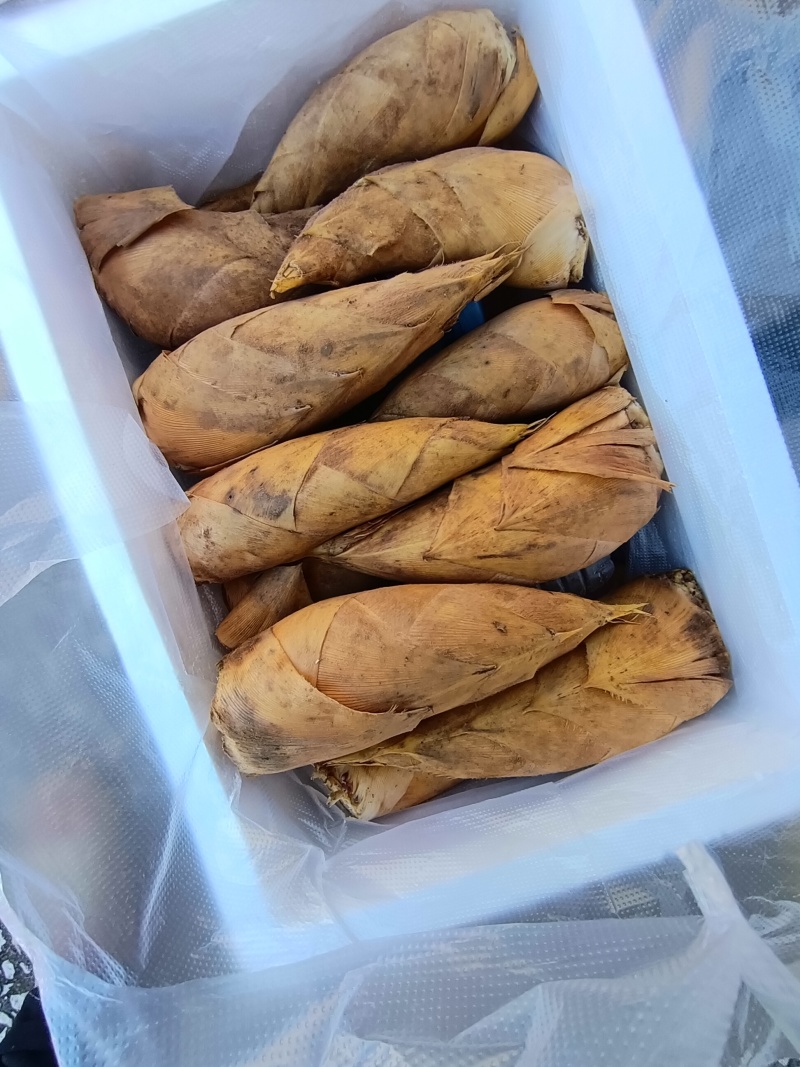 优质桂林冬笋基地直发肉质厚味道鲜可视频看货量大从优