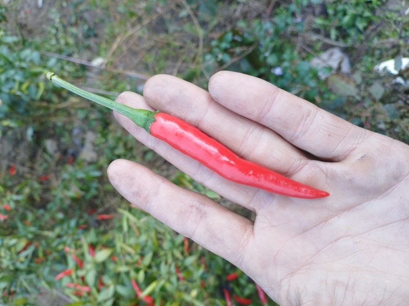 烘干小米辣（艳椒）
