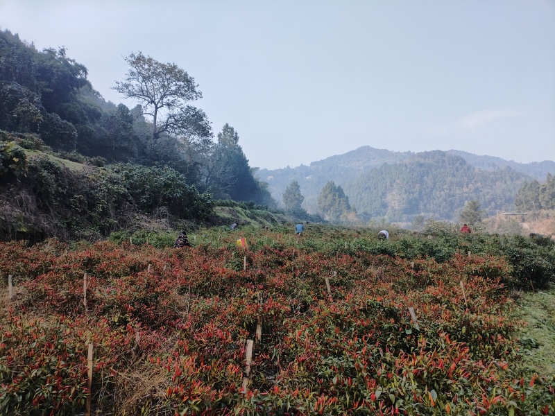 烘干小米辣（艳椒）