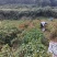 烘干小米辣（艳椒）