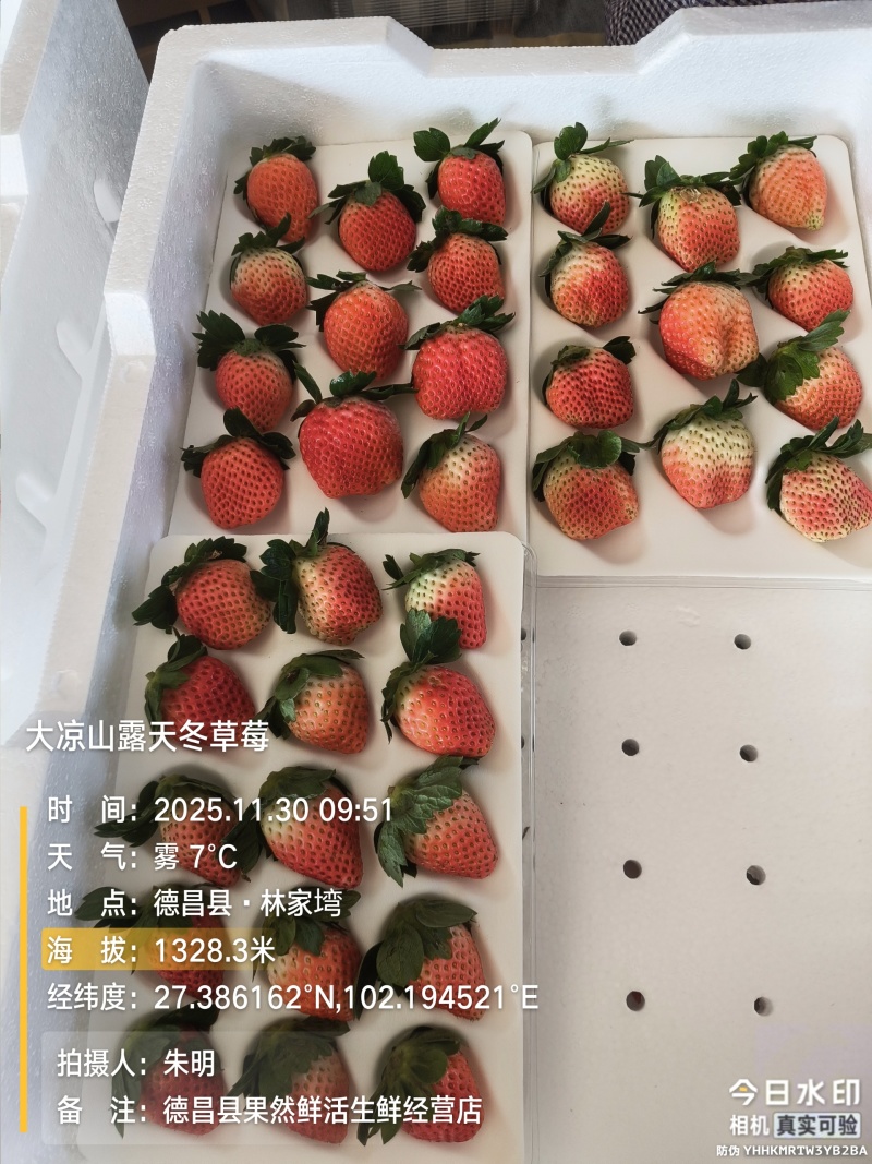 大凉山露天冬草莓
