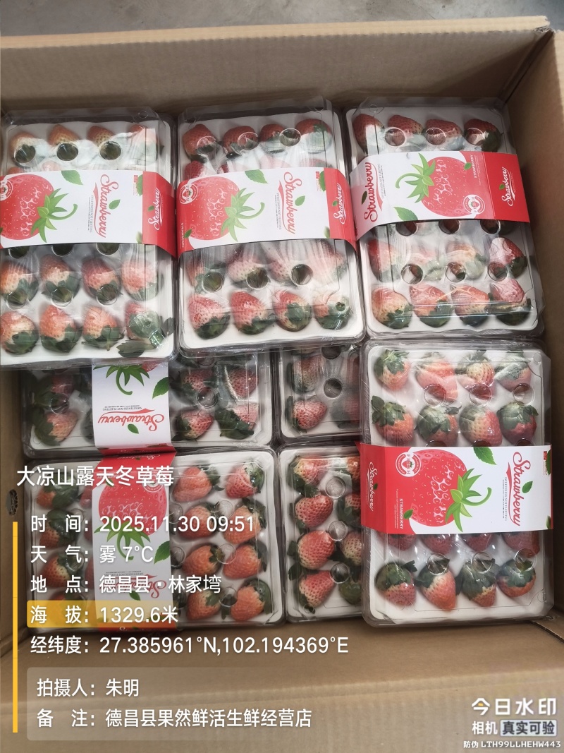 大凉山露天冬草莓