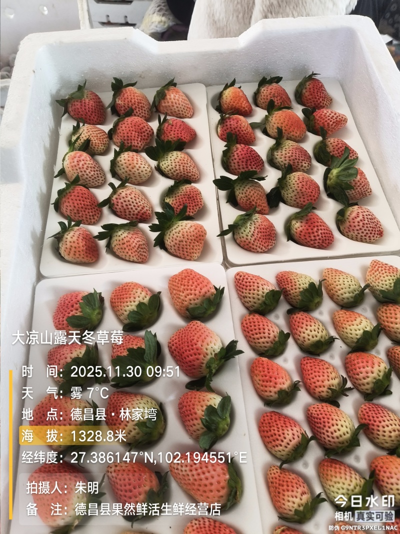 大凉山露天冬草莓