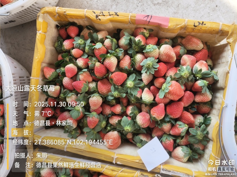 大凉山露天冬草莓