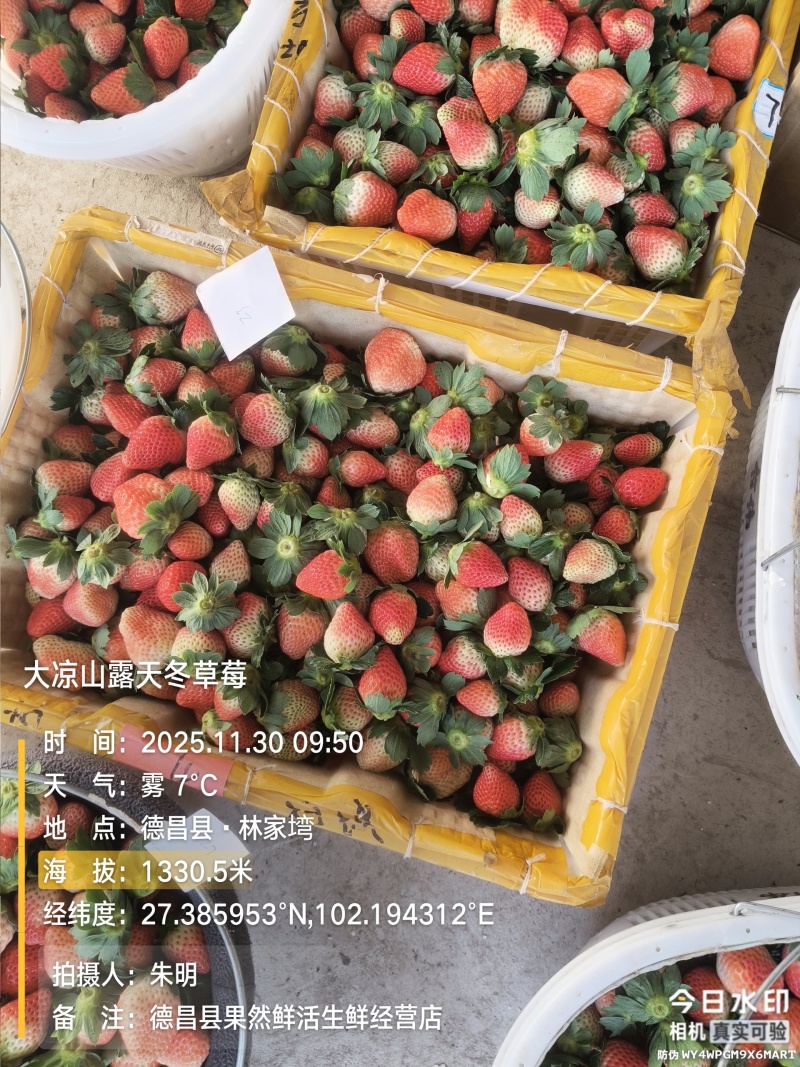 大凉山露天冬草莓