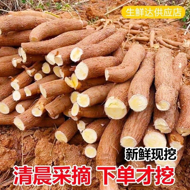广西黄心木薯华南9号1000亩种植基地