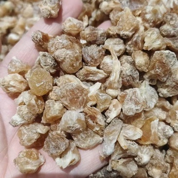 中药材薤白，各种规格量大从优实物拍摄如假包换
