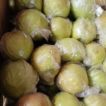 玉露香梨