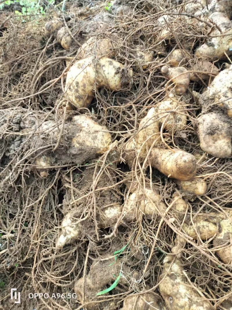 滇黄精