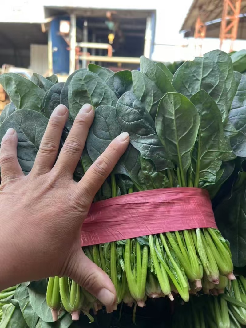 精品菠菜大量有货