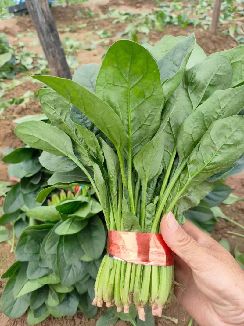 精品菠菜大量有货