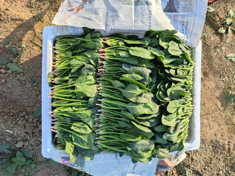 精品菠菜大量有货