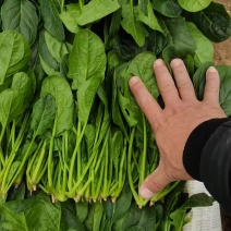 精品菠菜大量有货