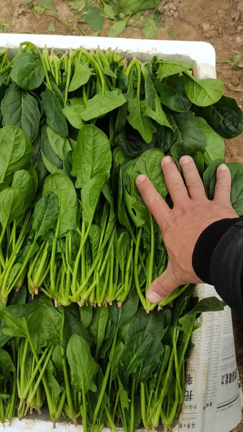 精品菠菜大量有货