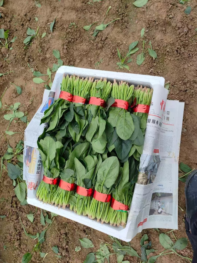 精品菠菜大量有货