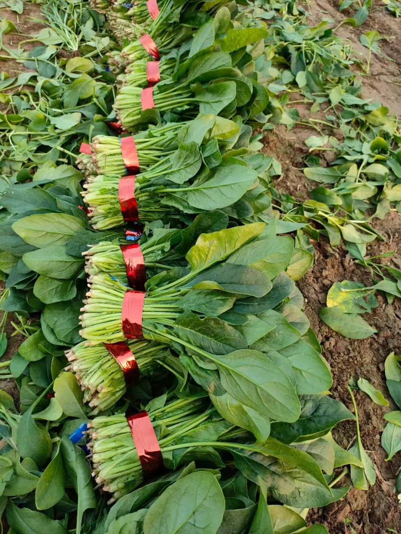 精品菠菜大量有货