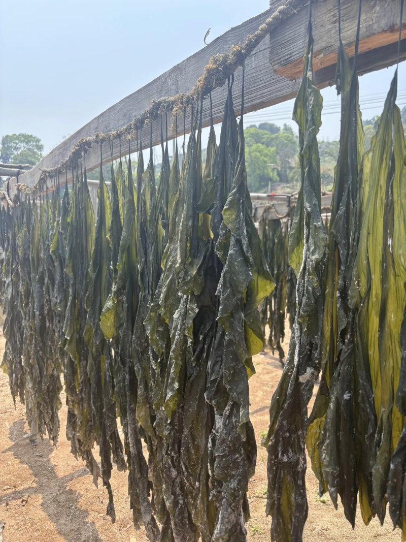 福建精品海带/福建干海带/无沙挂晒海带/发泡高价美