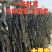 福建精品海带/福建干海带/无沙挂晒海带/发泡高价美