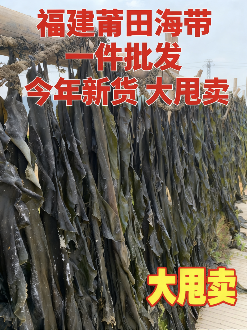 福建精品海带/福建干海带/无沙挂晒海带/发泡高价美