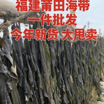 福建精品海带/福建干海带/无沙挂晒海带/发泡高价美