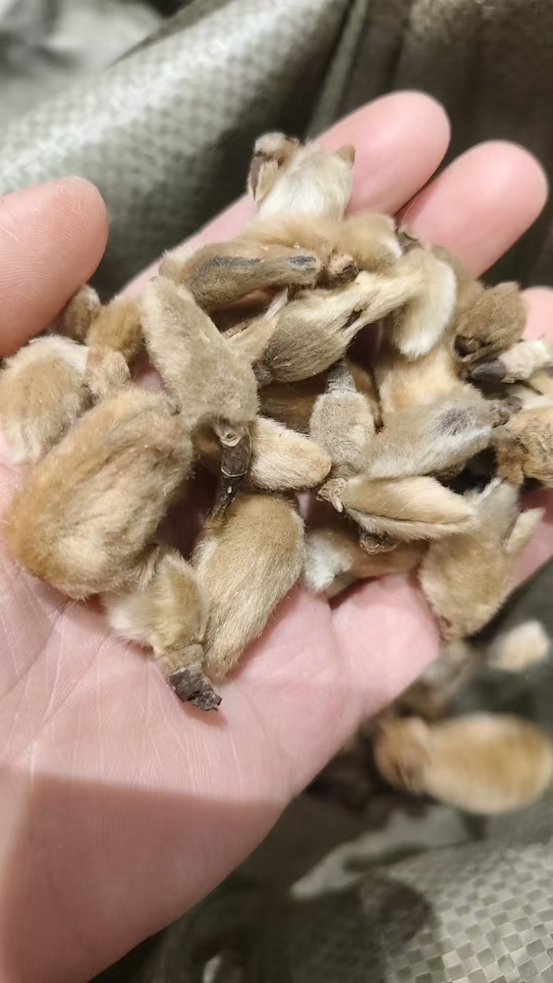 中药材辛夷花，辛夷香料，药食同源，各种规格量大从优