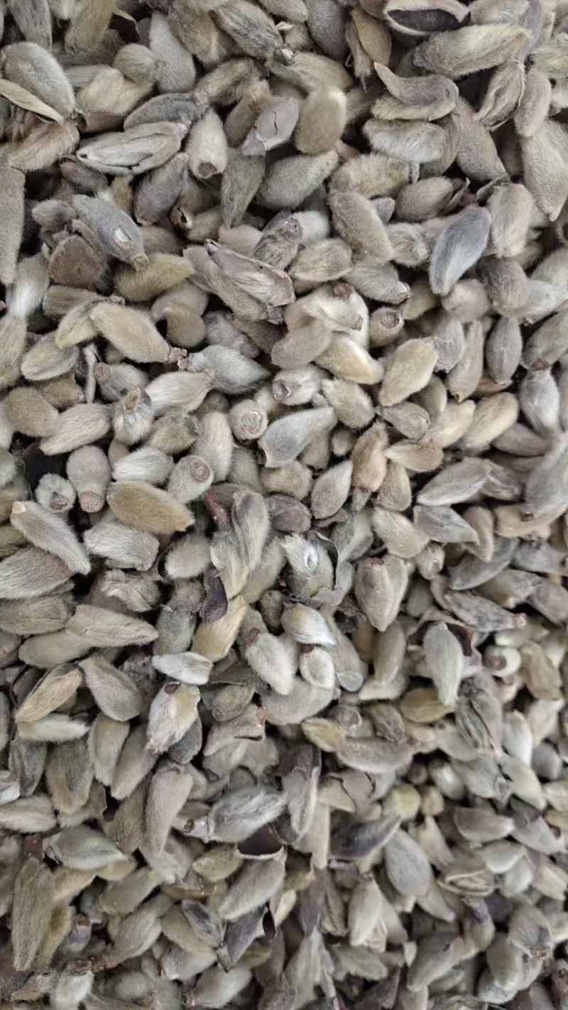 中药材辛夷花，辛夷香料，药食同源，各种规格量大从优