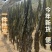 【实力优选】莆田海带/干海带/长海带/无沙海带/价美
