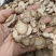 中药材三棱，三棱片，药厂货饮片货，产地直销货源充足实物拍