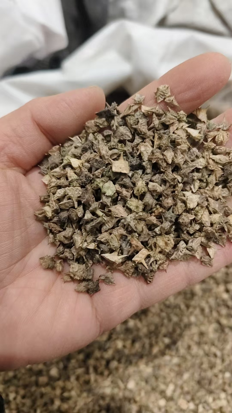 中药材蒺藜，刺蒺藜，，绿蒺藜，黄蒺藜，现货供应，实物拍摄