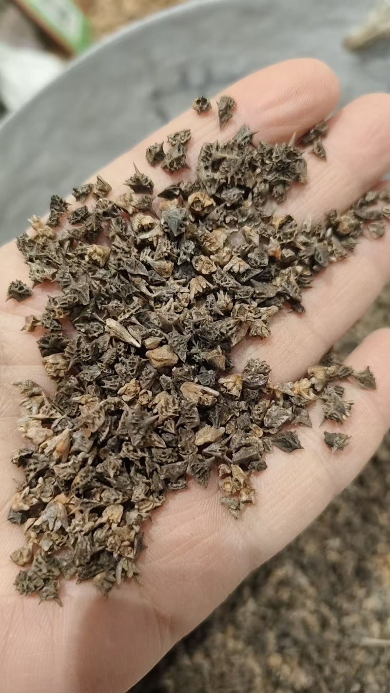 中药材蒺藜，刺蒺藜，，绿蒺藜，黄蒺藜，现货供应，实物拍摄