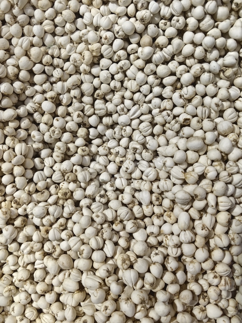 松贝精选贝母优质假一罚十