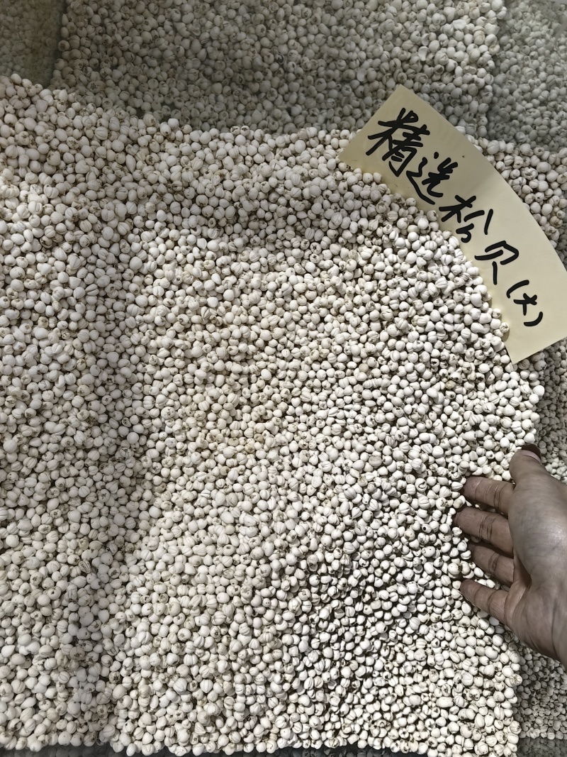 松贝精选贝母优质假一罚十