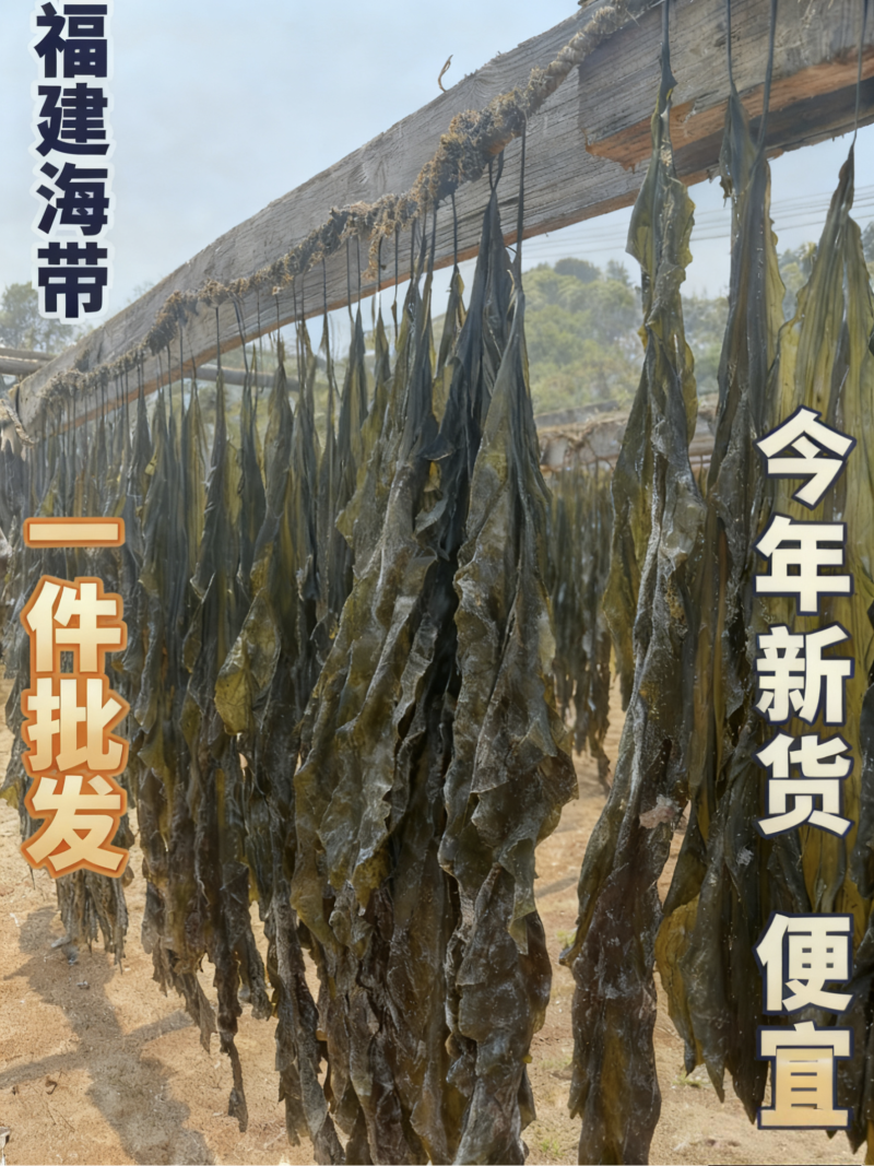 【山东海带】荣成海带/精选海带电商团购一件批发大甩卖