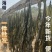 【山东海带】荣成海带/精选海带电商团购一件批发大甩卖