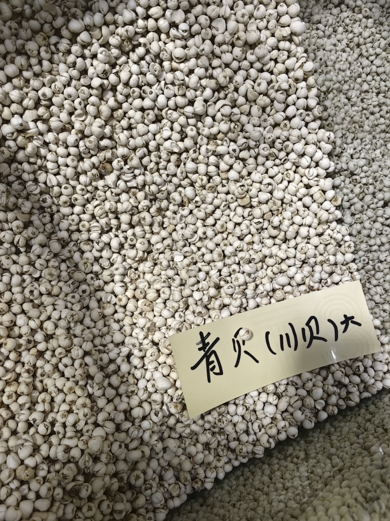 青贝优质青贝货真价实