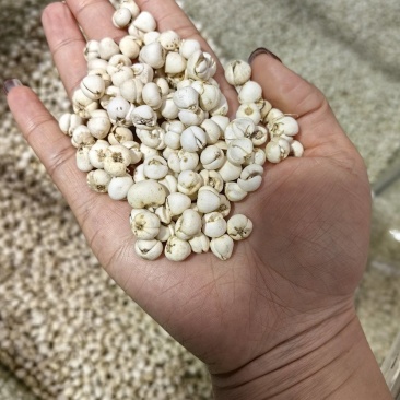 青贝优质青贝货真价实