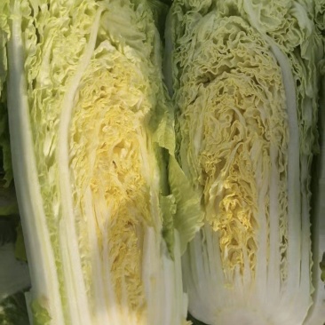 精品白菜