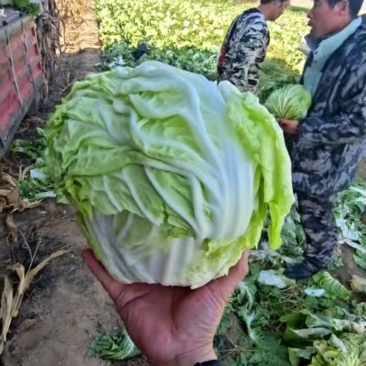 包头白菜