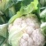 福建精品菜花松花菜有机花基地直供量大从优欢迎联